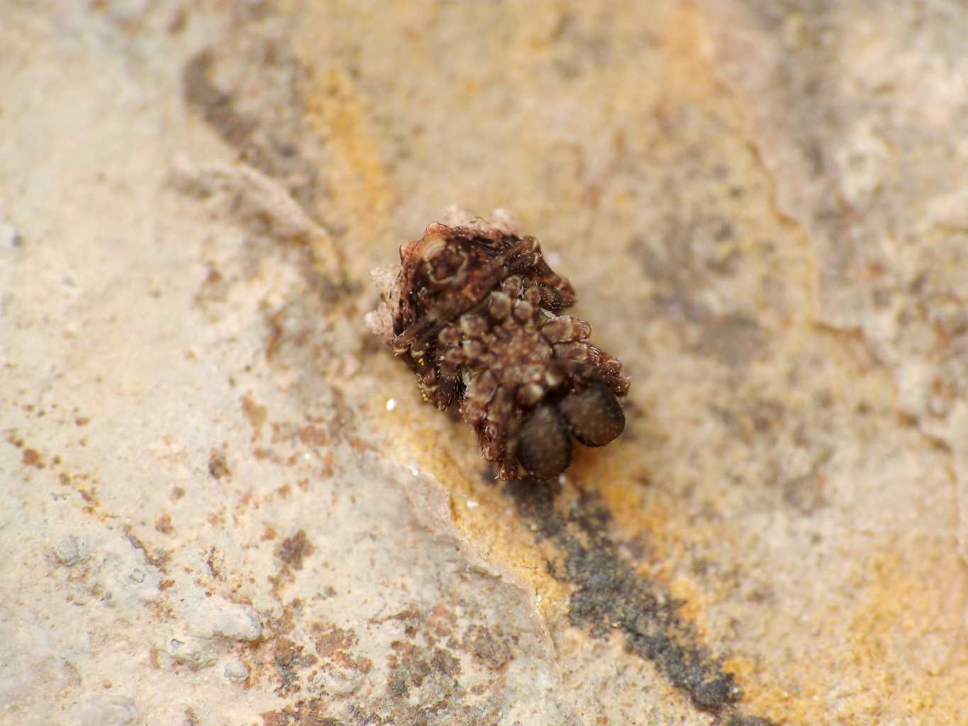 Maschio di Glyptogona sextubercolata - Tolfa (RM)